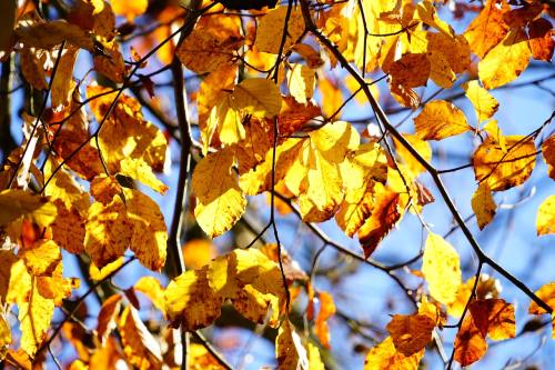 金色的秋天、榉木、树