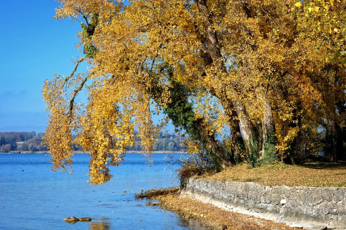 树、秋季、金色的秋天免费图片