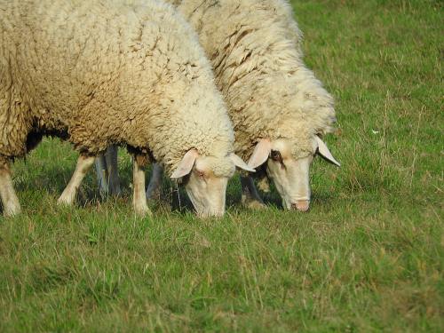 草地上的放牧的两只绵羊