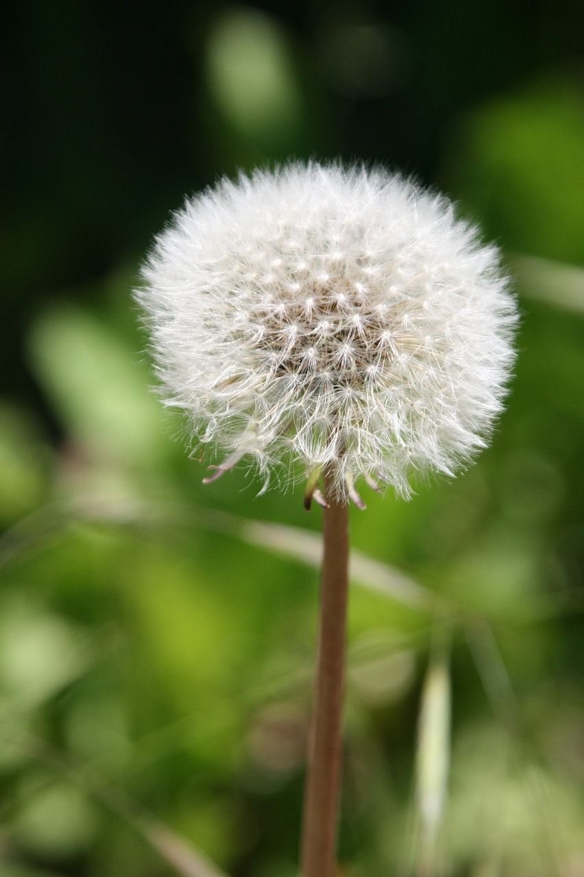 蒲公英的花的图片图片