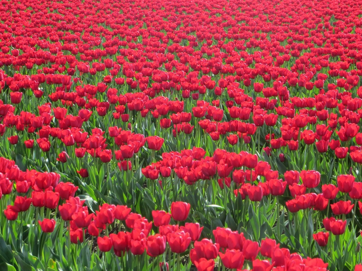鲜花、郁金香、红色免费图片