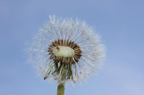 蒲公英、碧落、性质