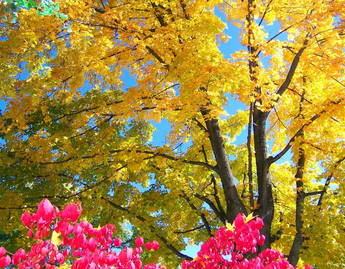 秋、秋天、叶子免费图片