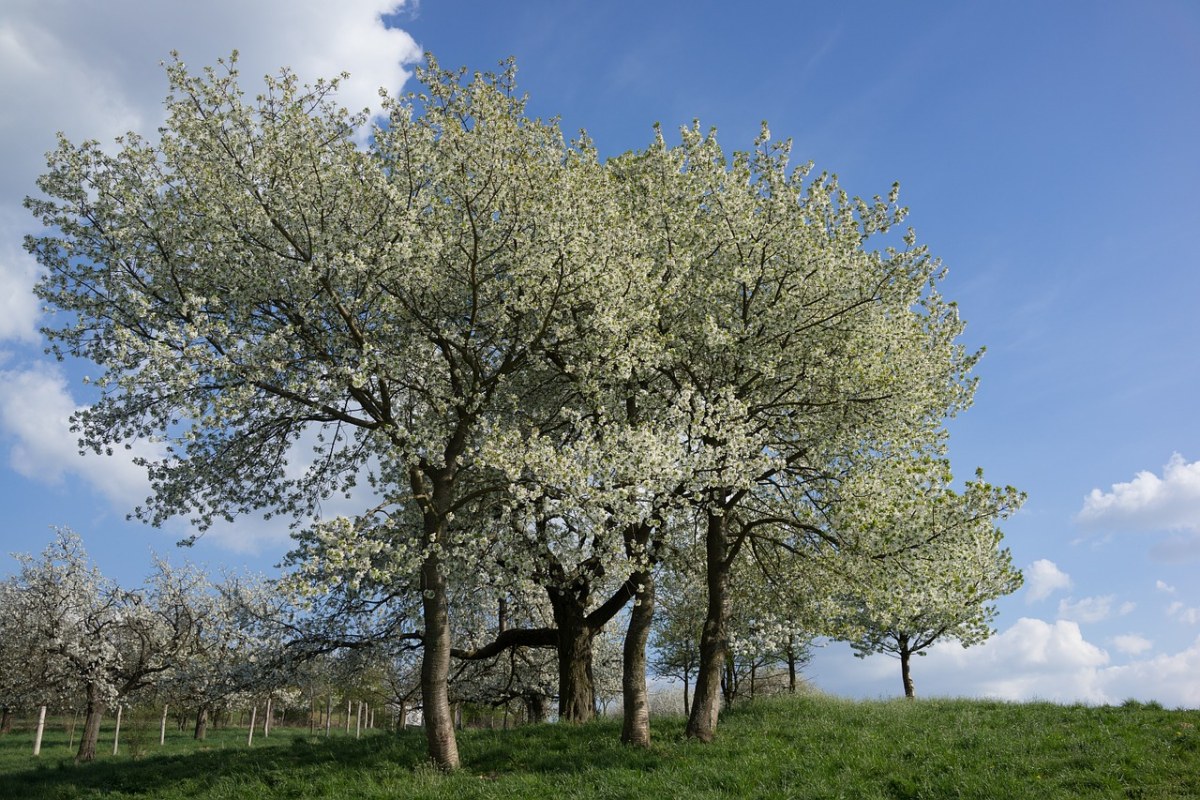 春天果园草地与开花的果树免费图片