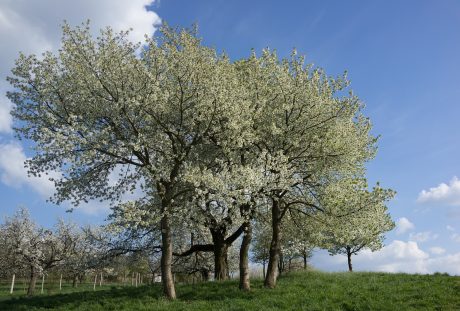 春天果园草地与开花的果树