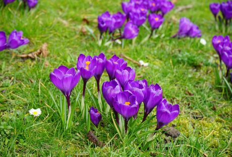 藏红花、鲜花、紫