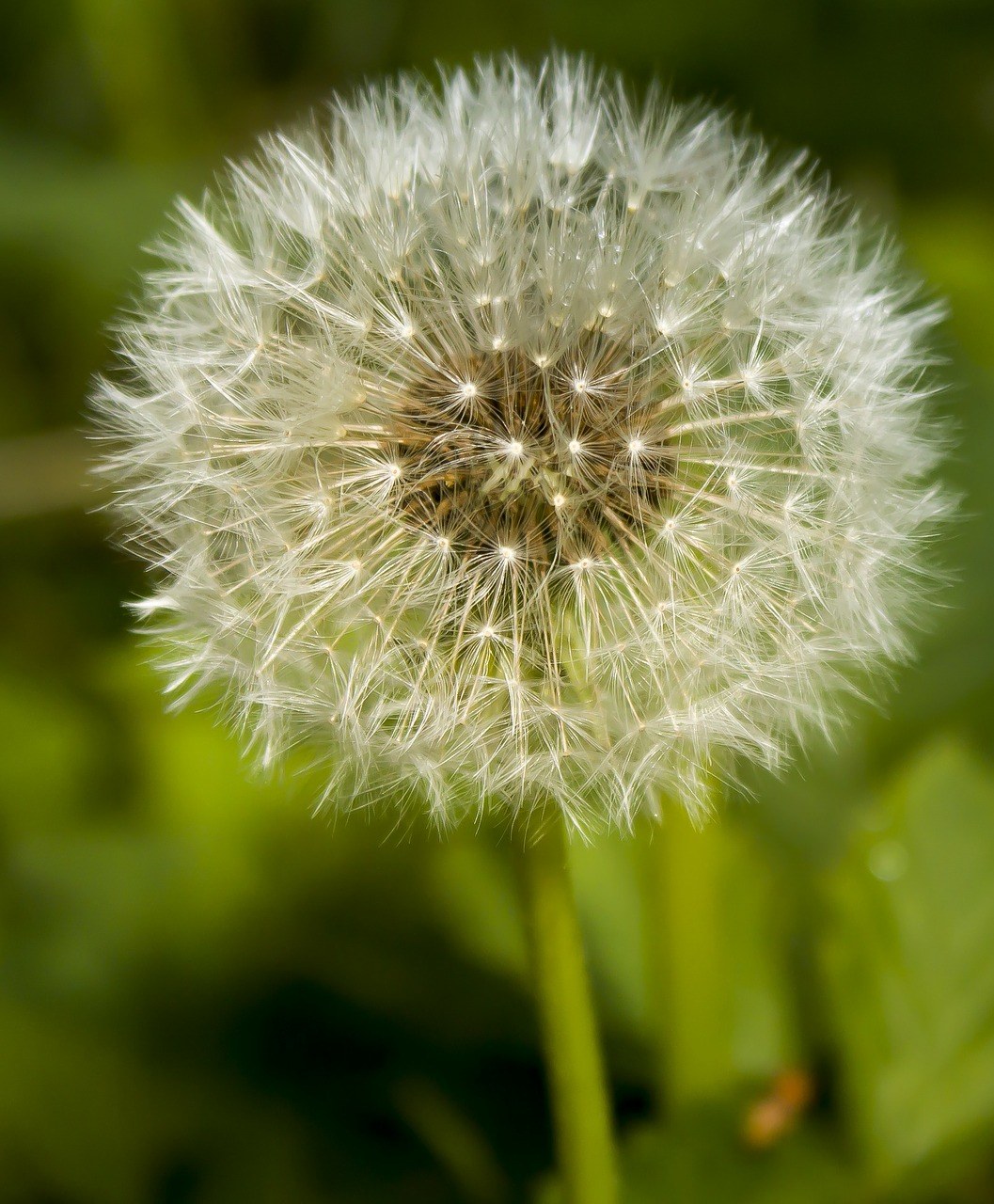 蒲公英、野花、开花免费图片