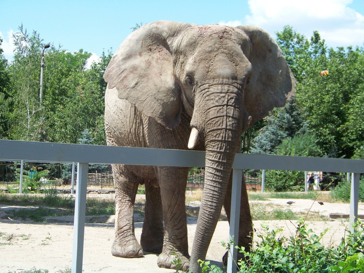 大象、动物、非洲大象、Nikolaevskiy免费图片