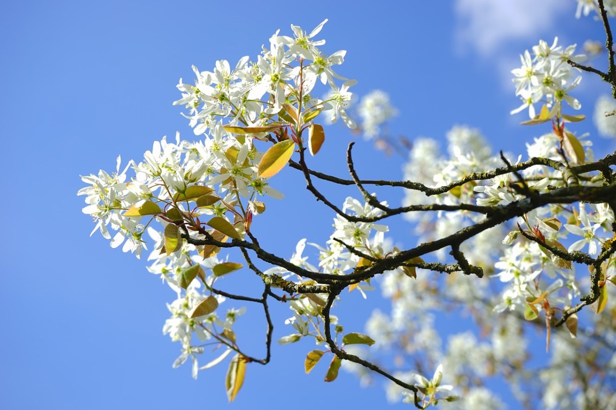 Amelanchier、鲜花、白免费图片