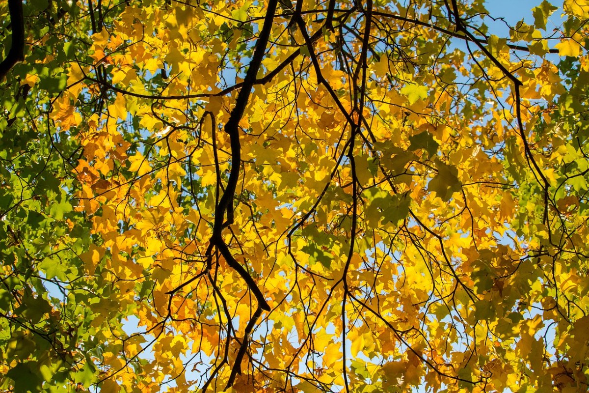 秋季、叶子、黄色免费图片