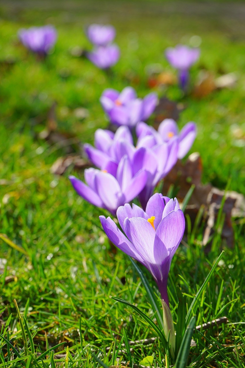 紫色的西红花（番红花）免费图片