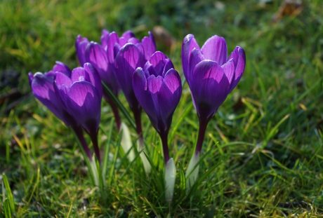 藏红花、鲜花、紫