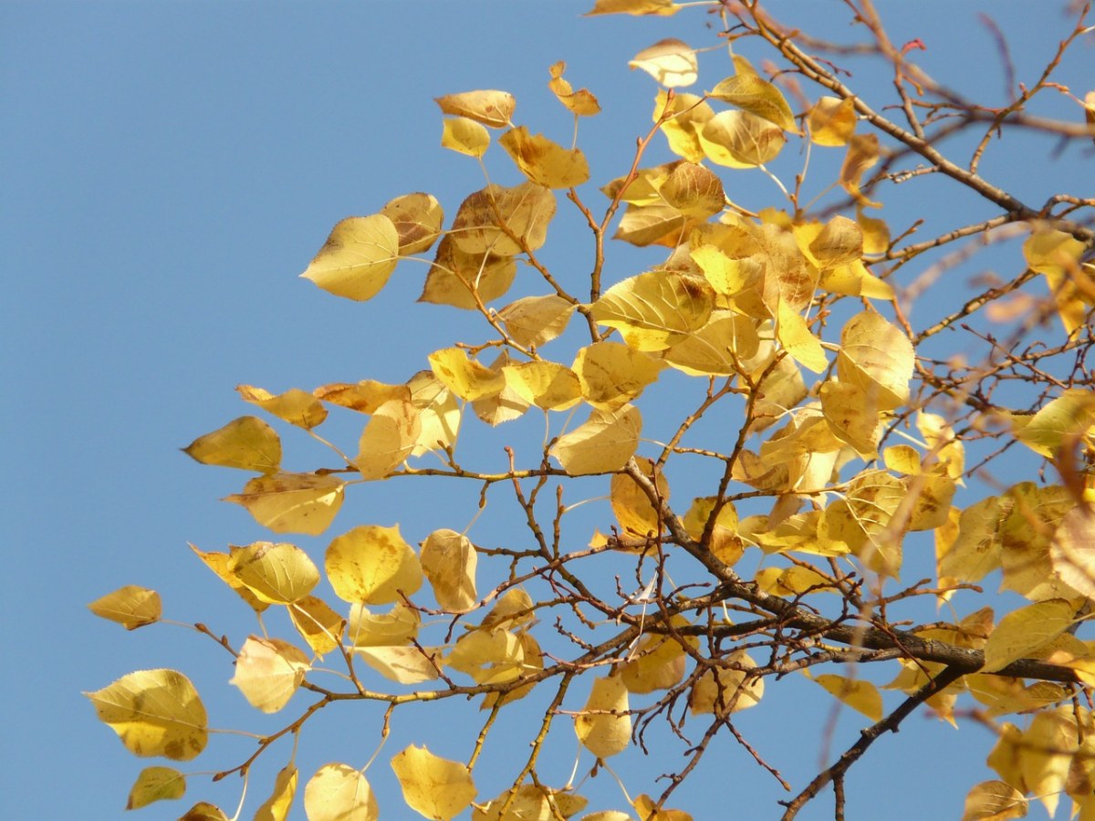 叶子、秋季、秋天树叶免费图片