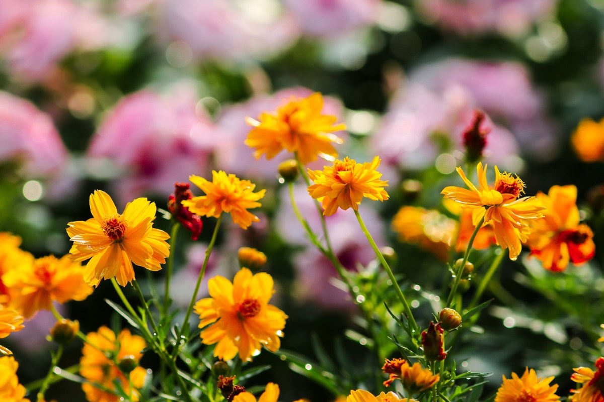 万寿菊花、花、种木材免费图片