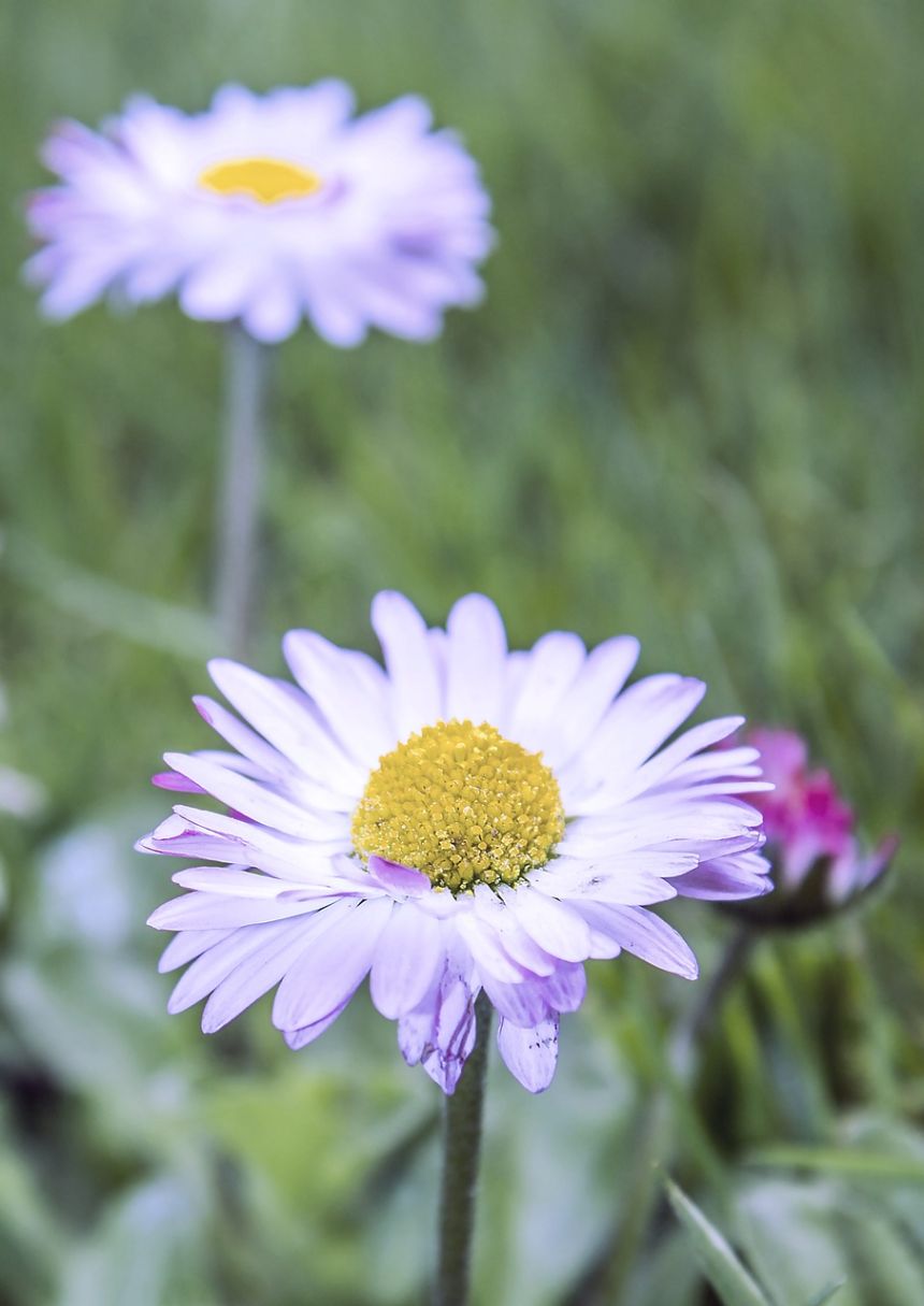 花,雛菊,性質