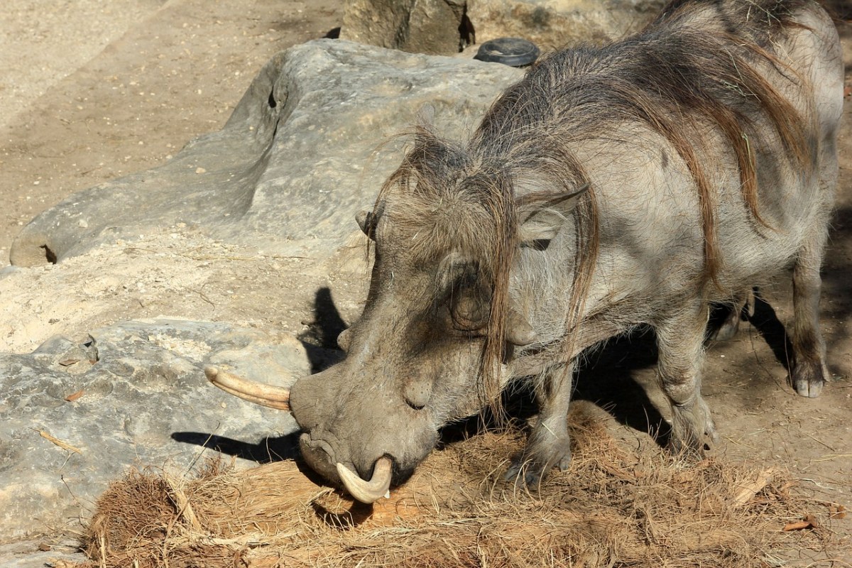 warthog,动物园,动物