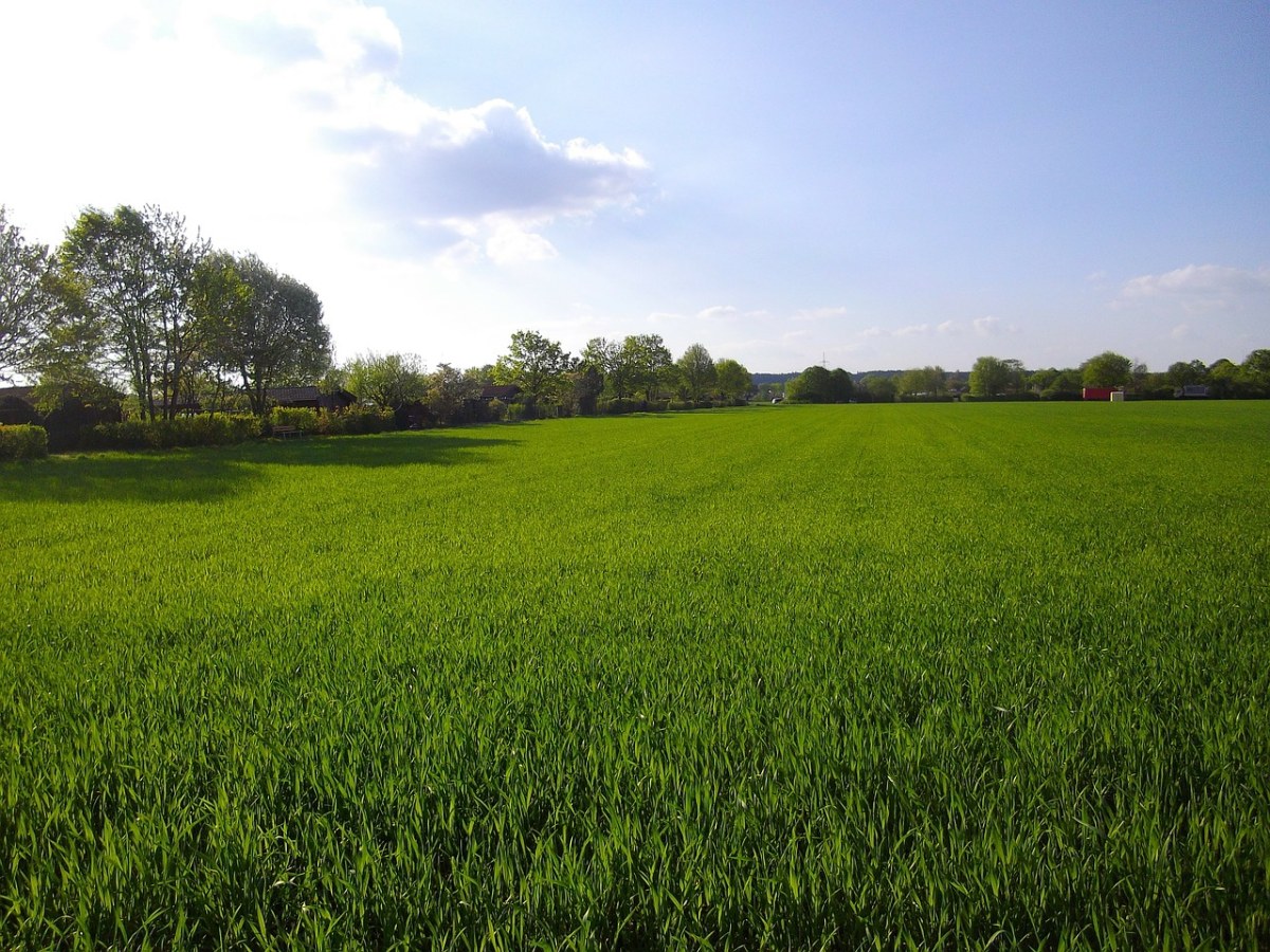 春天麦田的绿色麦苗免费图片