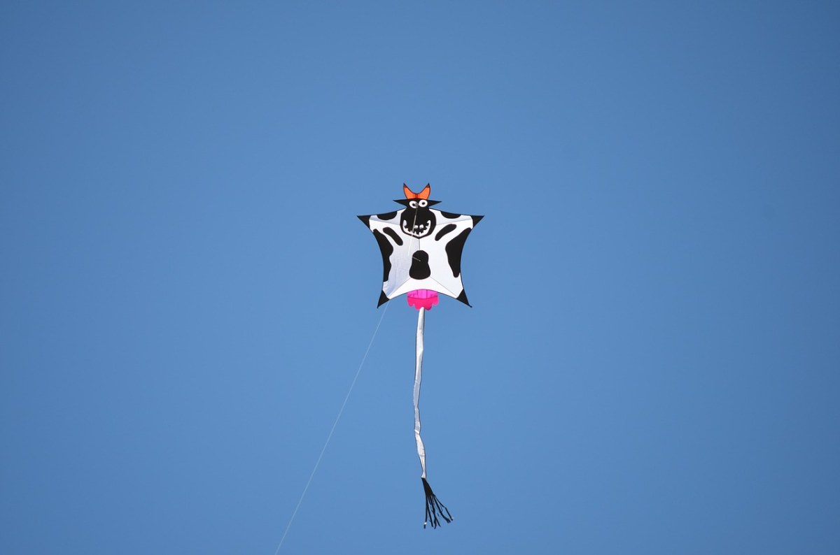 风筝,牛,动物 