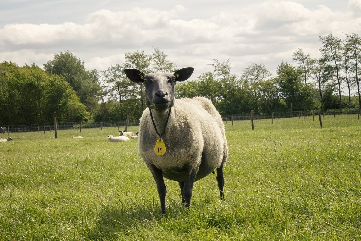 牧场草地上的绵羊免费图片