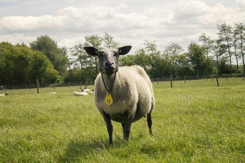牧场草地上的绵羊