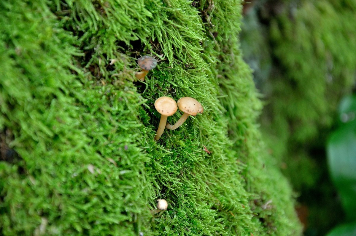 蘑菇、树、林免费图片