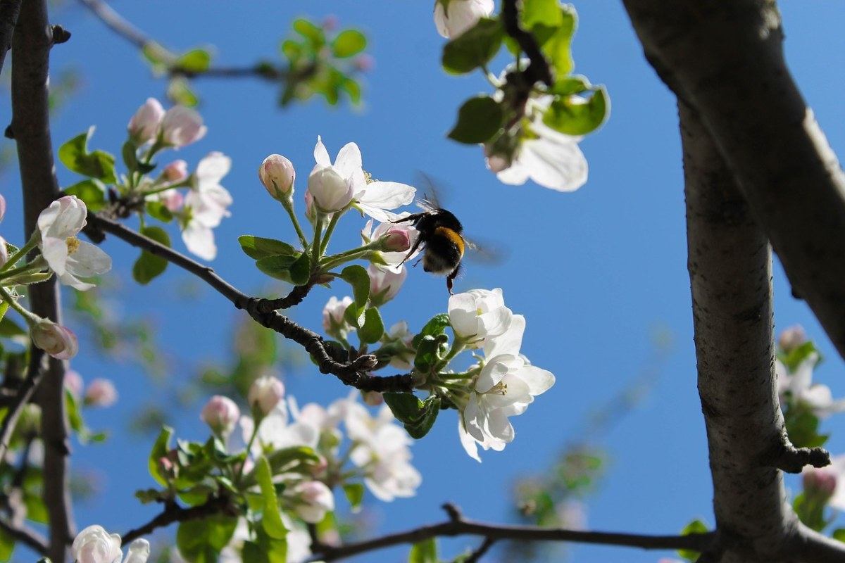 鲜花、天空、苹果树免费图片