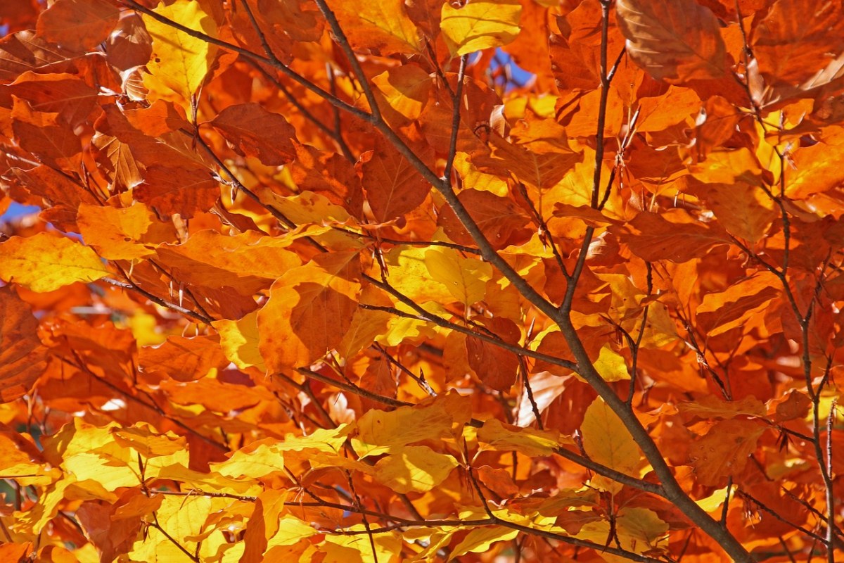秋季、森林免费图片