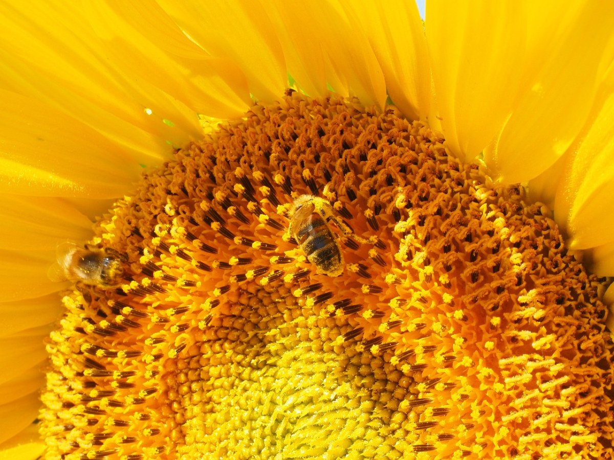 向日葵、蜜蜂、开花免费图片