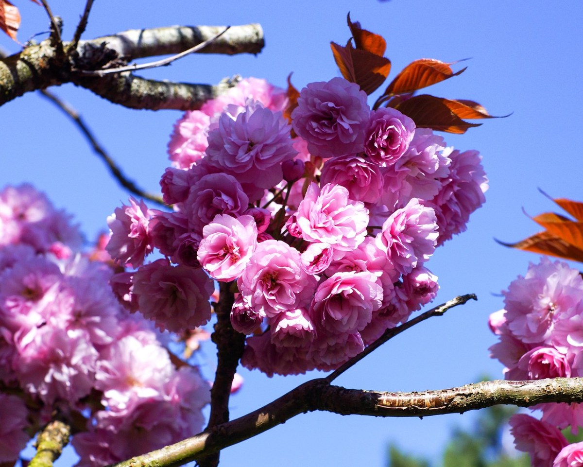 春天的樱花花朵免费图片