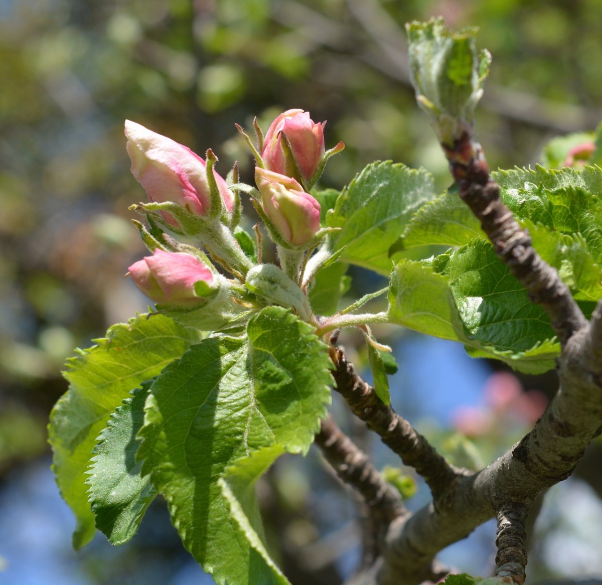 苹果树、开花、粉红色免费图片