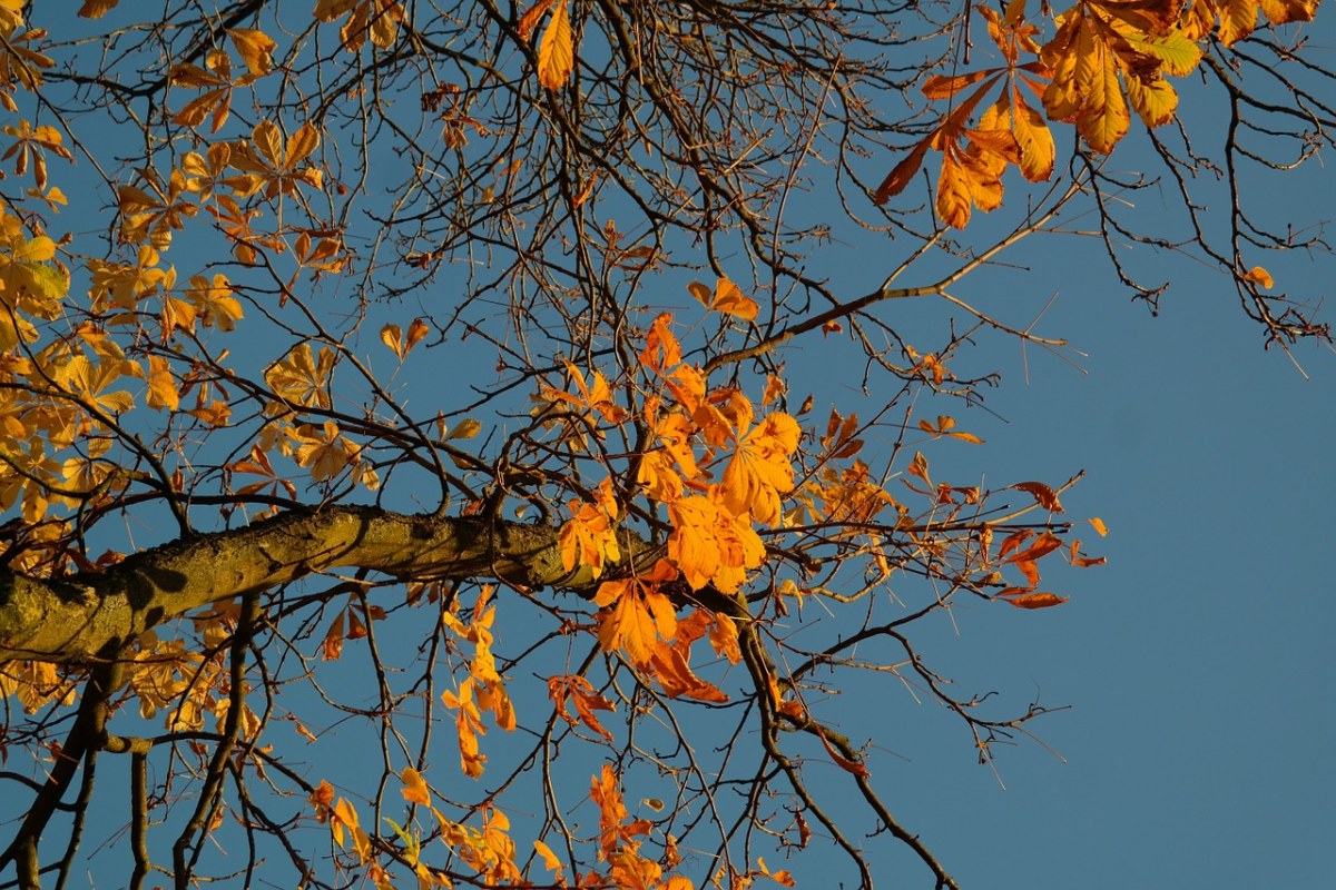 秋天树叶、黄金、秋天的颜色免费图片