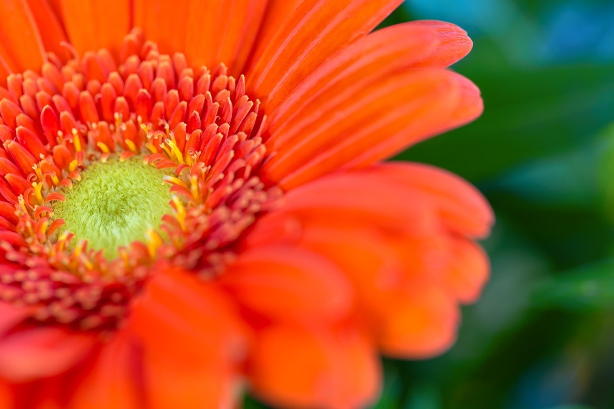 橙色的非洲菊花蕊免费图片