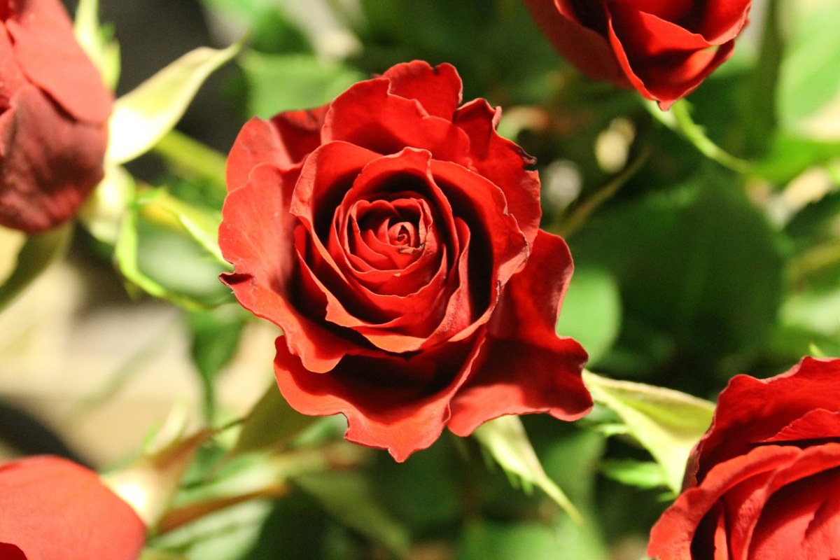 玫瑰、红色、花免费图片