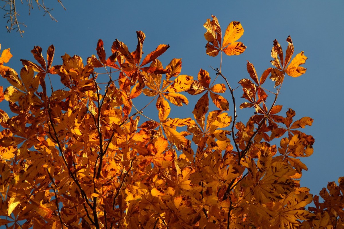 秋天的落叶、秋天树叶、黄金免费图片