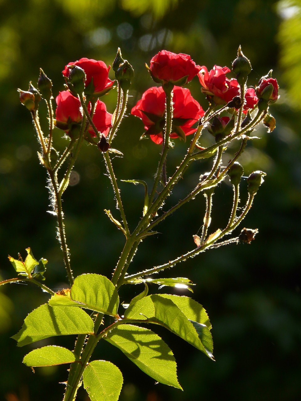 红玫瑰花的图片免费图片