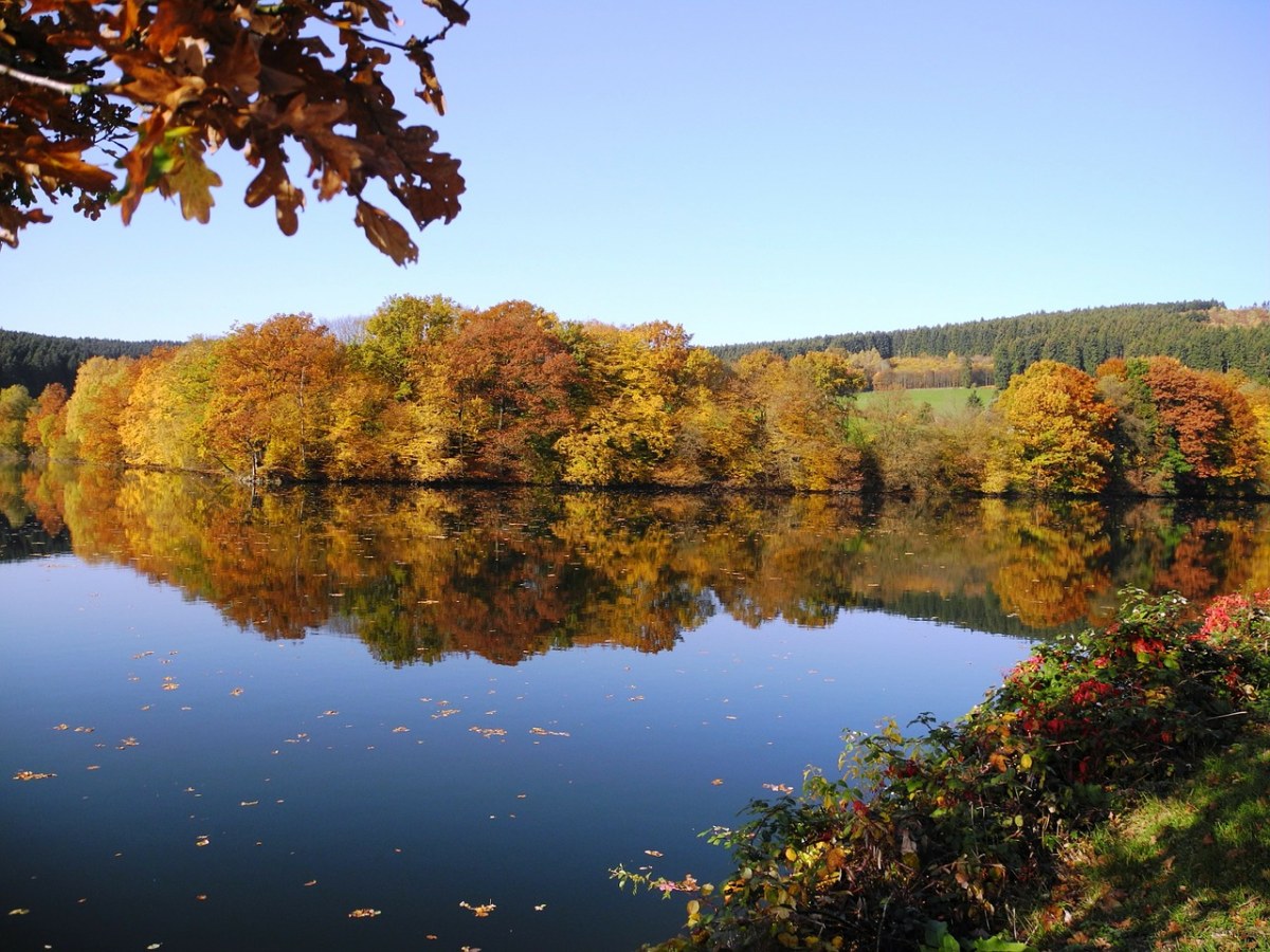 秋季、湖、秋天的落叶免费图片