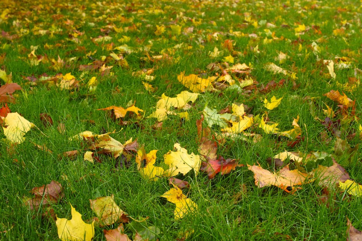 叶、秋、秋天免费图片