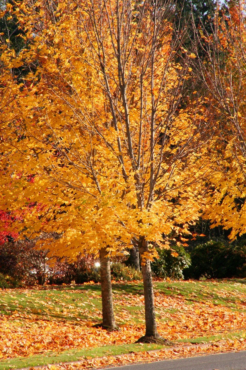 秋天树叶、橙色、树免费图片