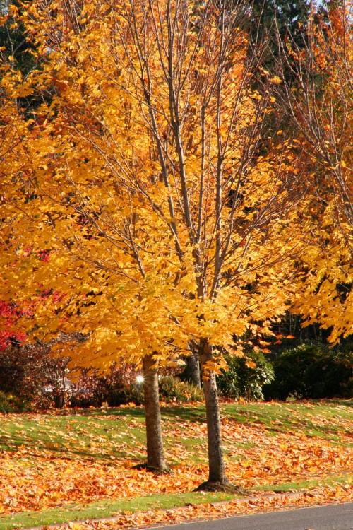 秋天树叶、橙色、树