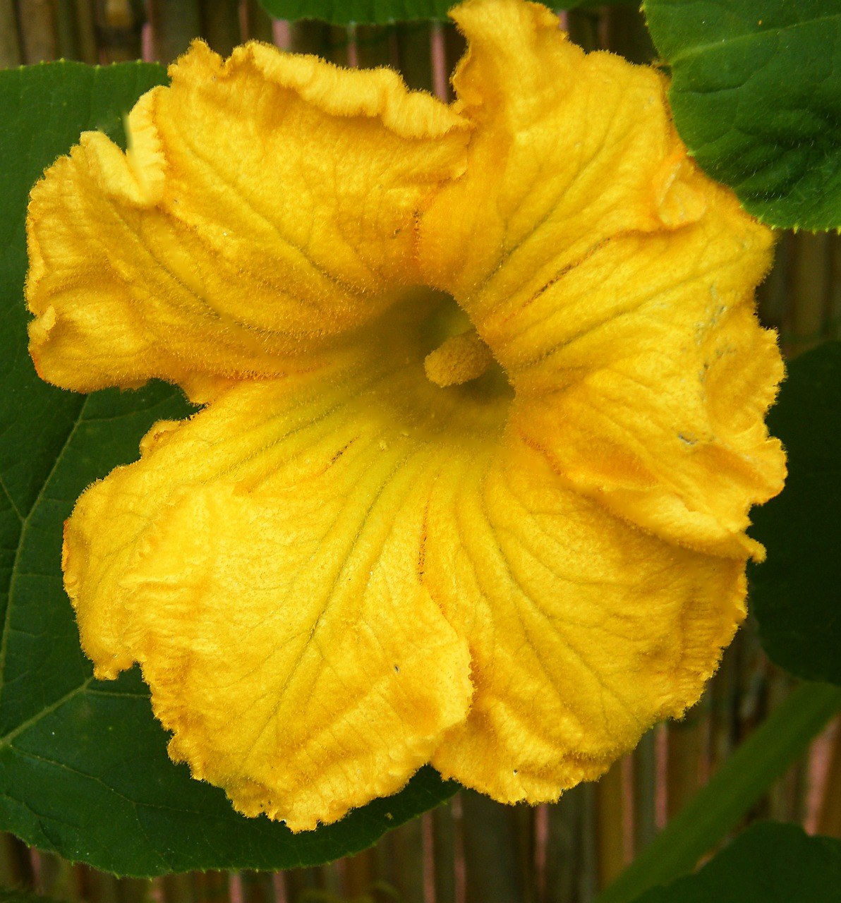 南瓜花黄色南瓜