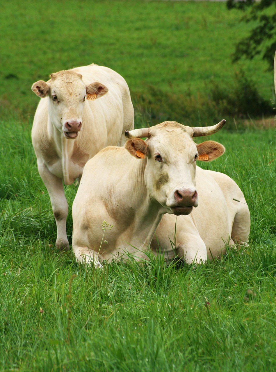草地上的两头牛免费图片
