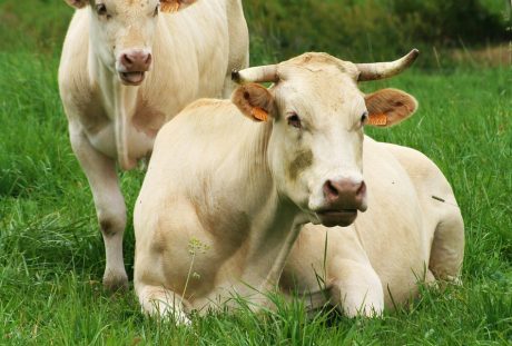 草地上的两头牛