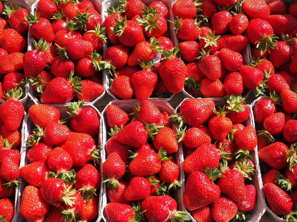 红色的新鲜草莓图片免费图片