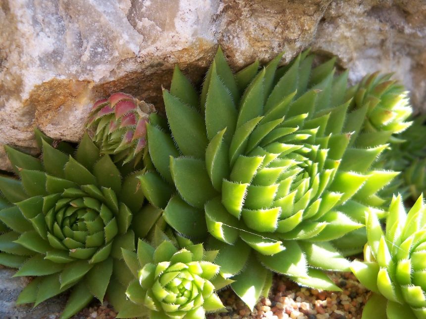 景天,真正景天,石