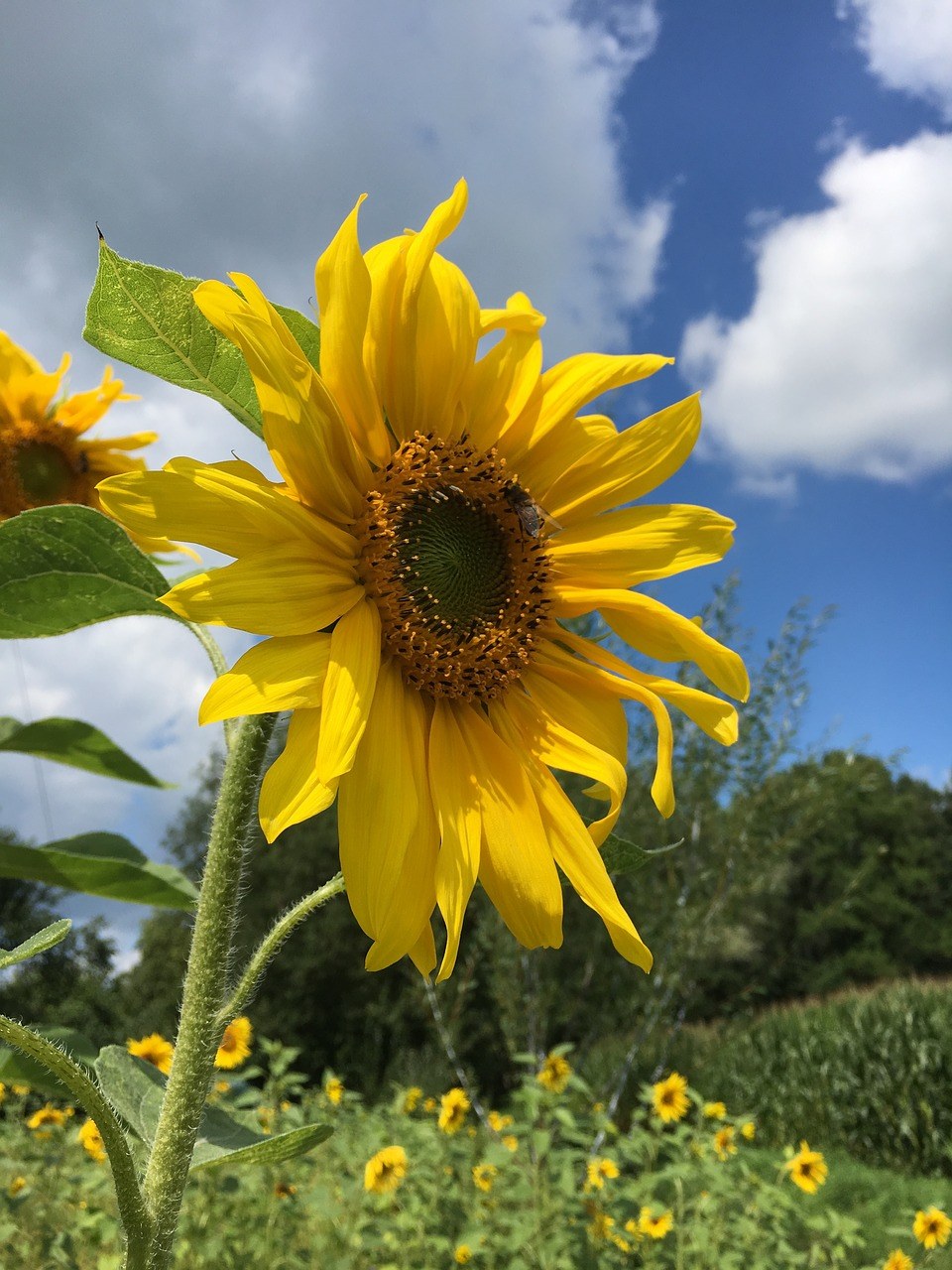 向日葵、夏天免费图片