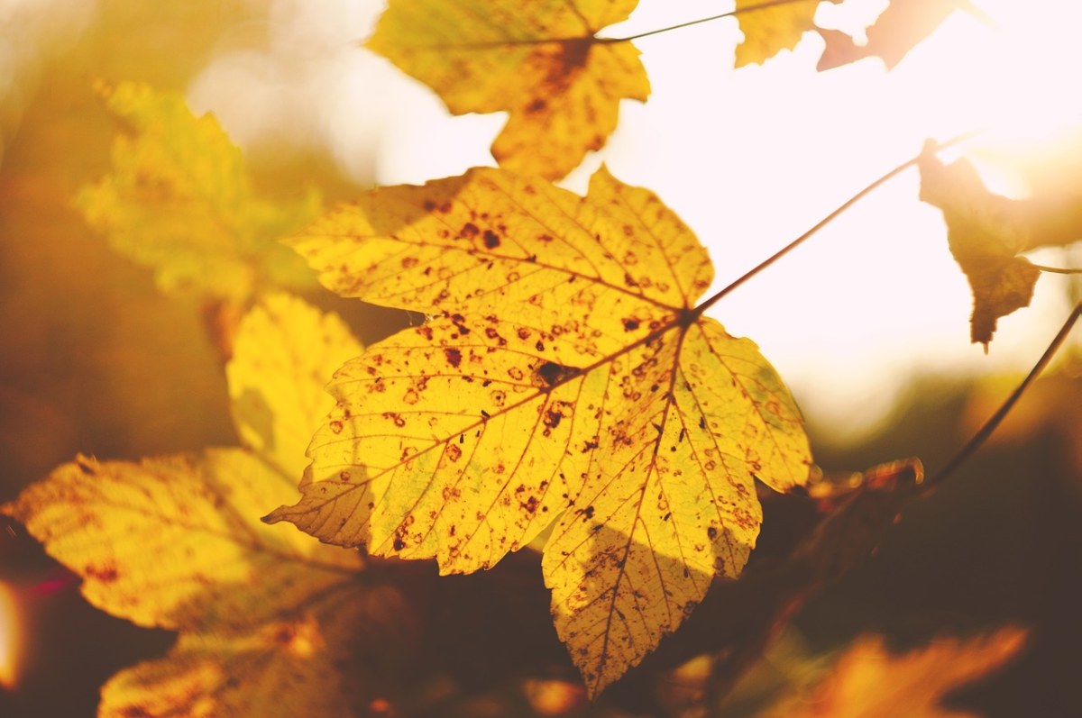 叶、秋、秋天免费图片