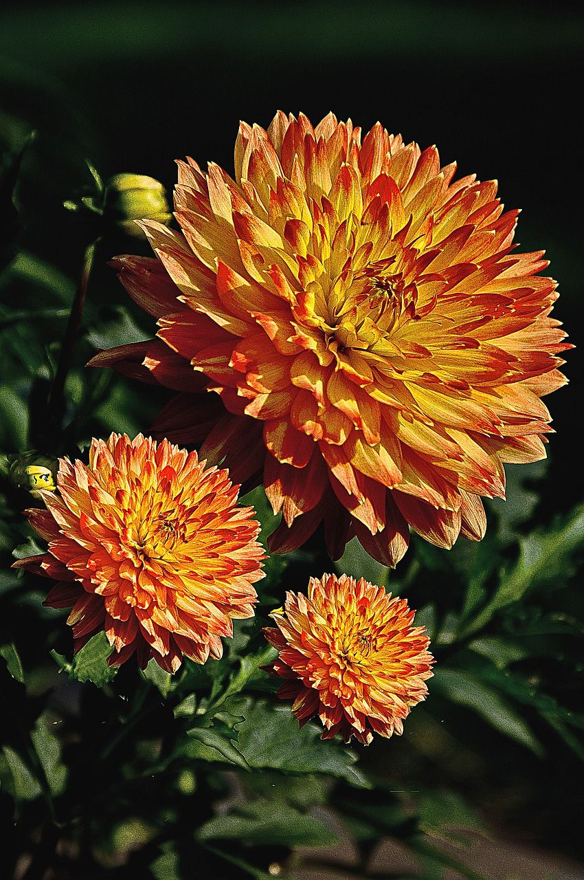 大丽花,格鲁吉亚,花