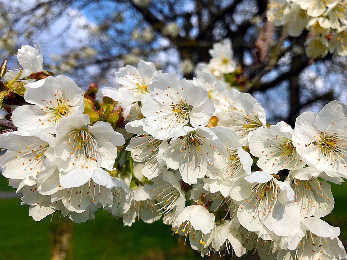 樱花盛开的弹簧、樱花免费图片