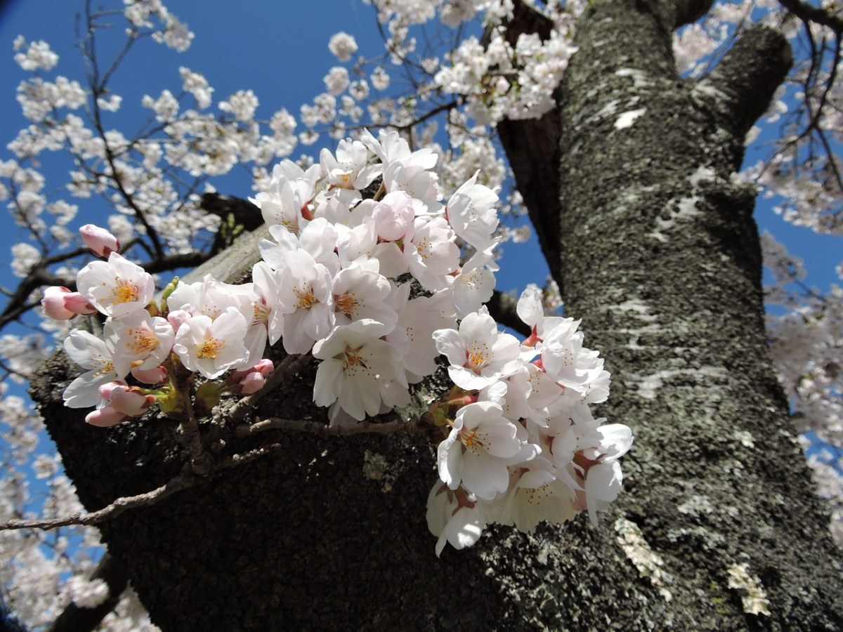 日本、樱桃树、春天免费图片