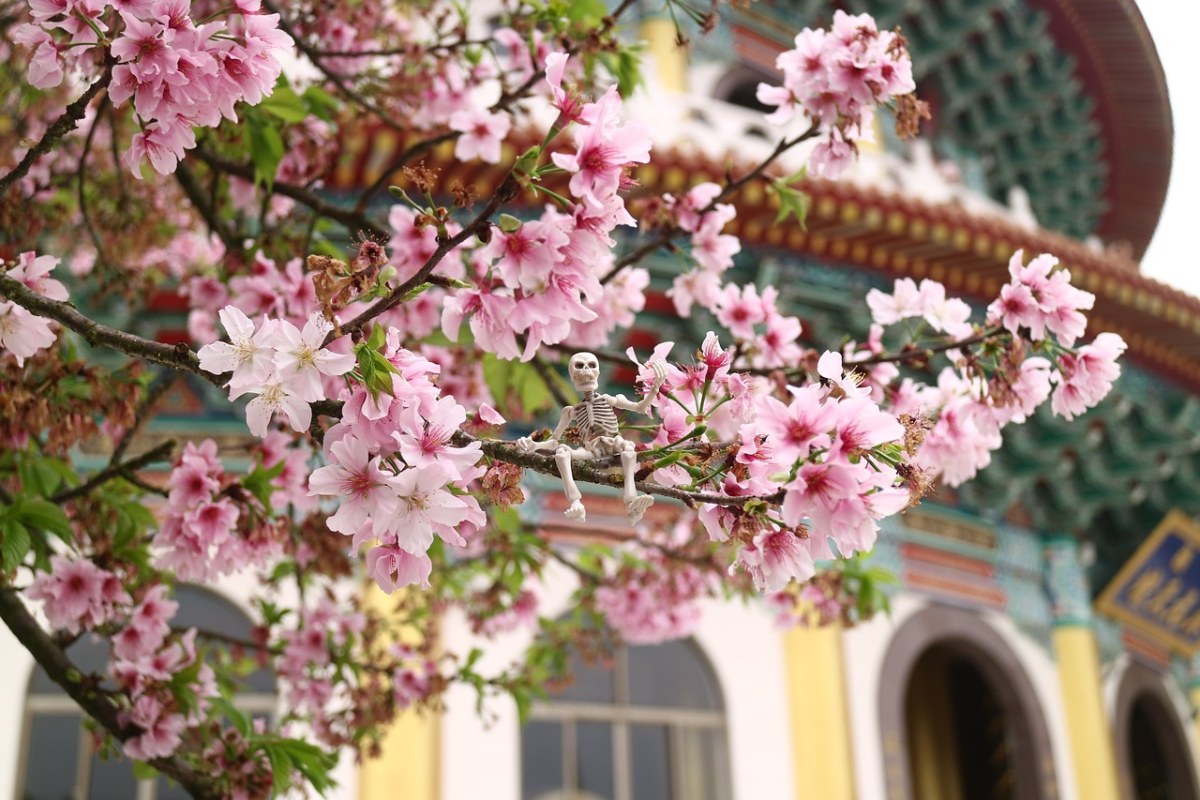 樱花、天元宫免费图片